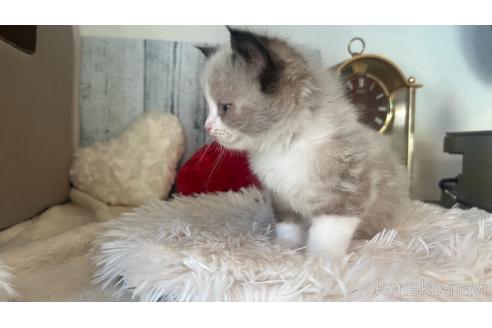 成約済の東京都のラグドール-46036の5枚目