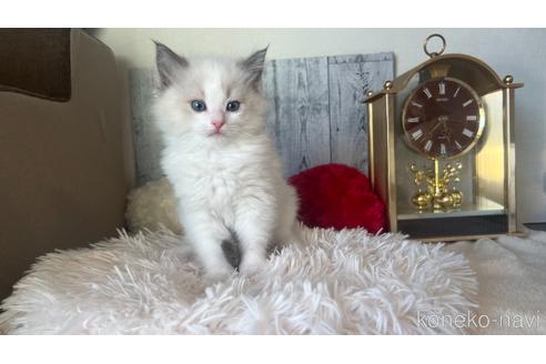 成約済の東京都のラグドール-46039