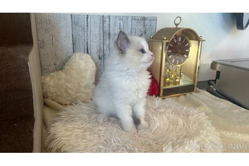 成約済の東京都のラグドール-46039の6枚目