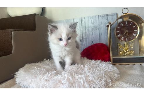 成約済の東京都のラグドール-46039の8枚目