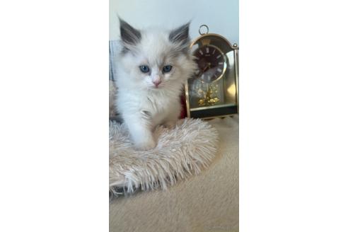 成約済の東京都のラグドール-46039の4枚目