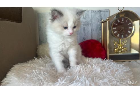 成約済の東京都のラグドール-46039の7枚目