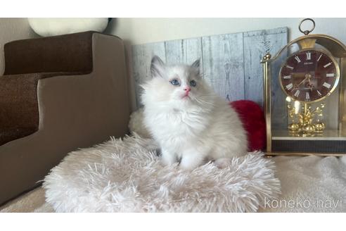 成約済の東京都のラグドール-46039の2枚目