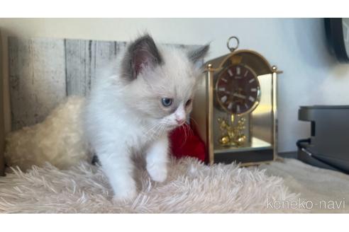 成約済の東京都のラグドール-46040