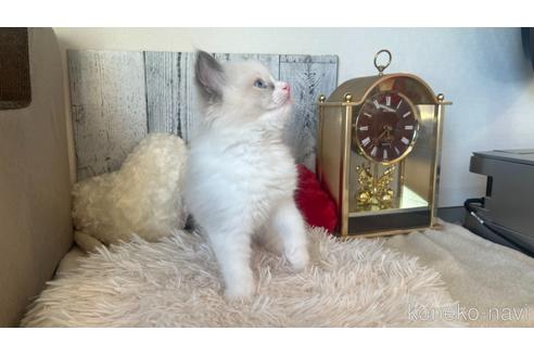 成約済の東京都のラグドール-46040の4枚目