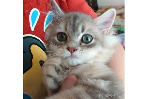 成約済の愛知県のペルシャ(チンチラ)-46073の1枚目