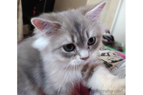 成約済の愛知県のペルシャ(チンチラ)-46073の5枚目