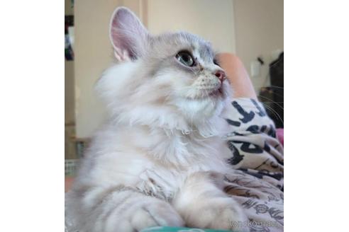 成約済の愛知県のペルシャ(チンチラ)-46073の4枚目