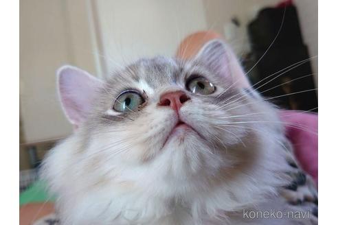 成約済の愛知県のペルシャ(チンチラ)-46073の3枚目