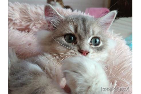 成約済の愛知県のペルシャ(チンチラ)-46073の2枚目