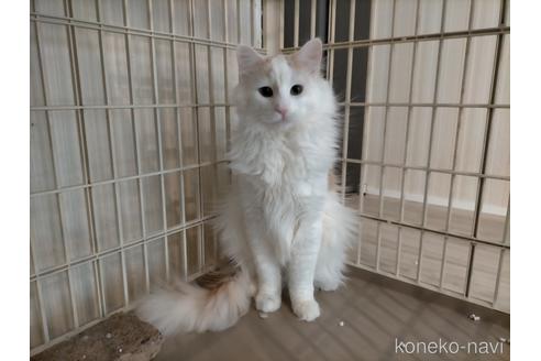 成約済の埼玉県のノルウェージャンフォレストキャット-24777の1枚目