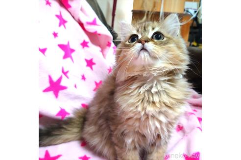 成約済の愛知県のペルシャ(チンチラ)-45333の3枚目