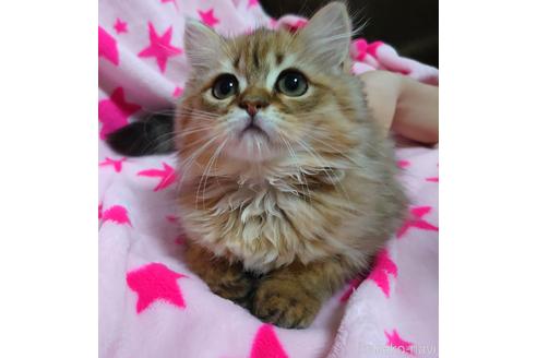 成約済の愛知県のペルシャ(チンチラ)-45333の2枚目