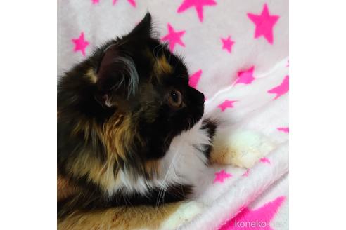 成約済の愛知県のスコティッシュフォールド-44915の4枚目