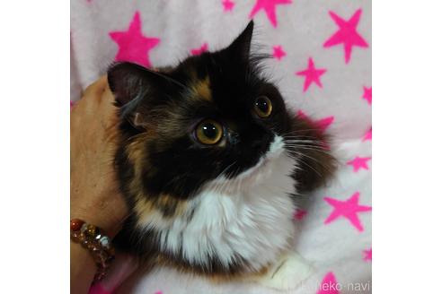 成約済の愛知県のスコティッシュフォールド-44915の3枚目