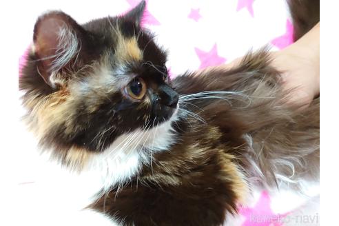 成約済の愛知県のスコティッシュフォールド-44915の2枚目