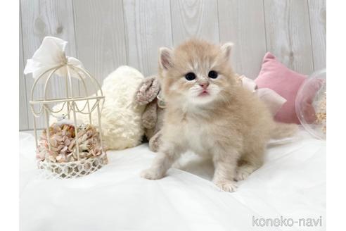 成約済の大阪府のサイベリアン-45891の9枚目