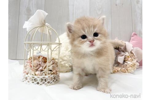 成約済の大阪府のサイベリアン-45891の10枚目