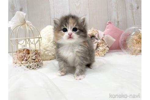 成約済の大阪府のサイベリアン-45892の17枚目