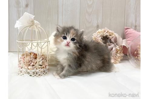 成約済の大阪府のサイベリアン-45892の16枚目