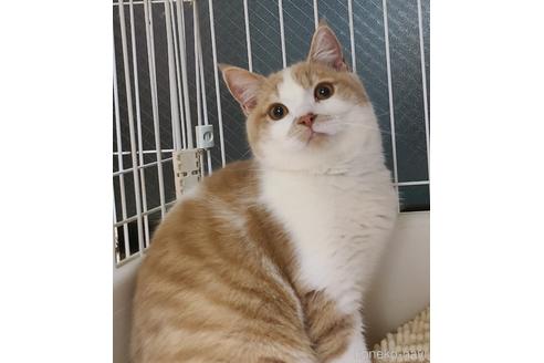 販売中の兵庫県のマンチカン-33099の4枚目