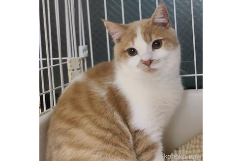 販売中の兵庫県のマンチカン-33099の3枚目