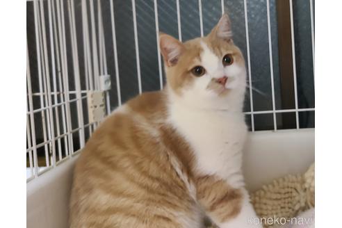 販売中の兵庫県のマンチカン-33099の2枚目