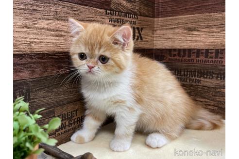 成約済の山梨県のエキゾチックショートヘア-44757の1枚目