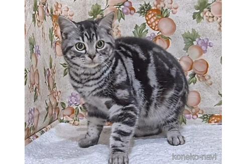 成約済の栃木県のアメリカンショートヘア-46191の5枚目