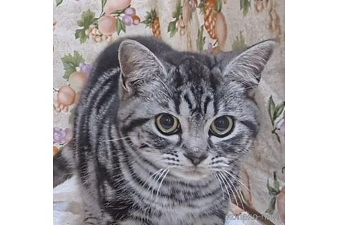 成約済の栃木県のアメリカンショートヘア-46191の2枚目