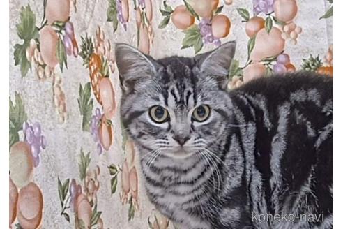 成約済の栃木県のアメリカンショートヘア-46191の4枚目