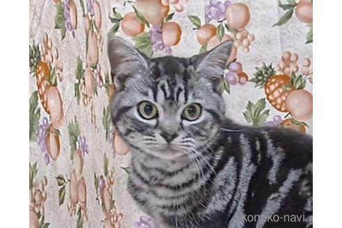 成約済の栃木県のアメリカンショートヘア-46191の3枚目