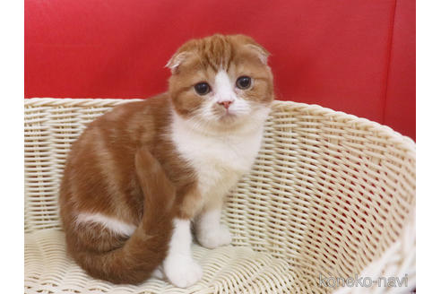 成約済の埼玉県のスコティッシュフォールド-46244の3枚目