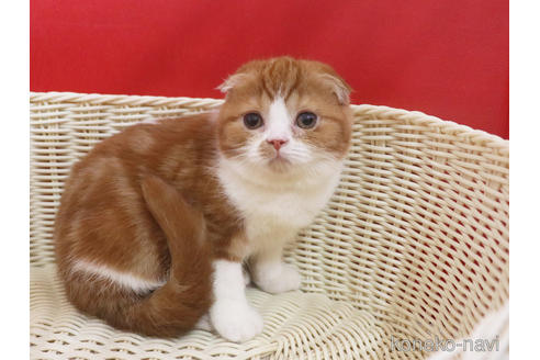 成約済の埼玉県のスコティッシュフォールド-46244の4枚目