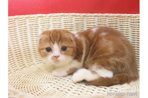 成約済の埼玉県のスコティッシュフォールド-46244の5枚目