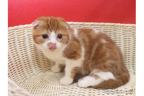 成約済の埼玉県のスコティッシュフォールド-46244の6枚目