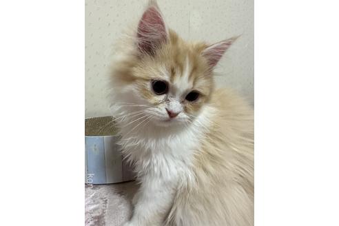 成約済の千葉県のペルシャ-42887の1枚目