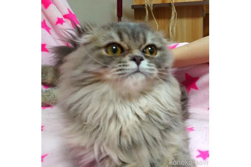 成約済の愛知県のスコティッシュフォールド(折れ耳)-43349の3枚目