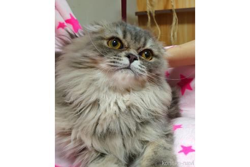 成約済の愛知県のスコティッシュフォールド(折れ耳)-43349の2枚目