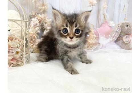 成約済の大阪府のサイベリアン-44875の6枚目