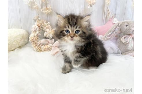 成約済の大阪府のサイベリアン-44876の2枚目