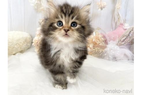 成約済の大阪府のサイベリアン-44876の4枚目