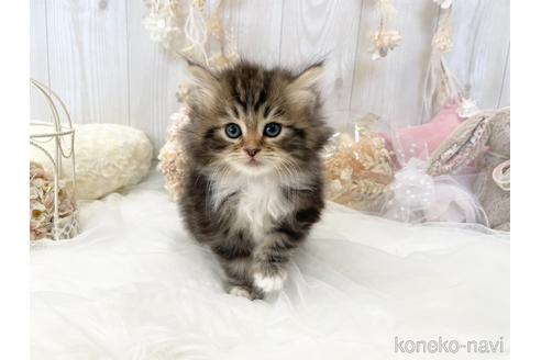 成約済の大阪府のサイベリアン-44876の3枚目