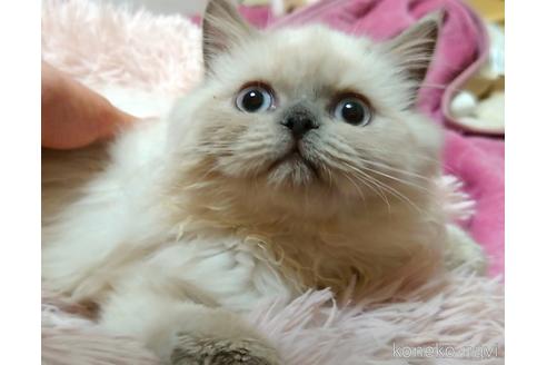 成約済の愛知県のヒマラヤン-42691の3枚目