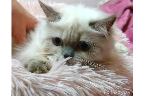 成約済の愛知県のヒマラヤン-42691の2枚目