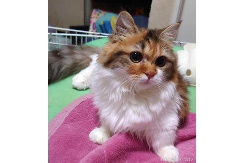 成約済の愛知県のマンチカン(短足)-44256の1枚目