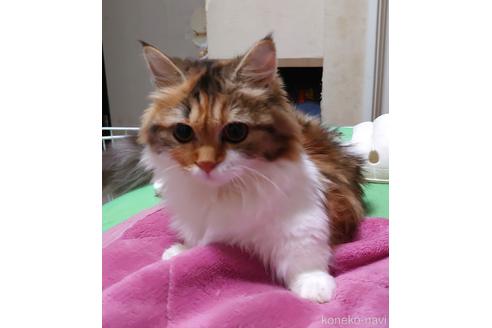 成約済の愛知県のマンチカン(短足)-44256の4枚目