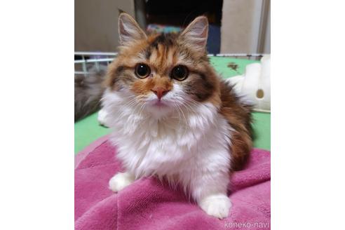 成約済の愛知県のマンチカン(短足)-44256の3枚目