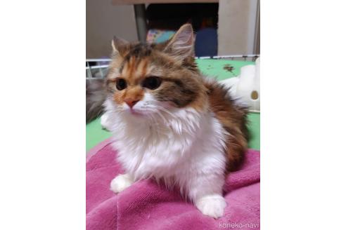 成約済の愛知県のマンチカン(短足)-44256の2枚目