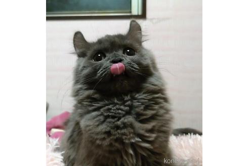 成約済の愛知県のミヌエット-43623の5枚目